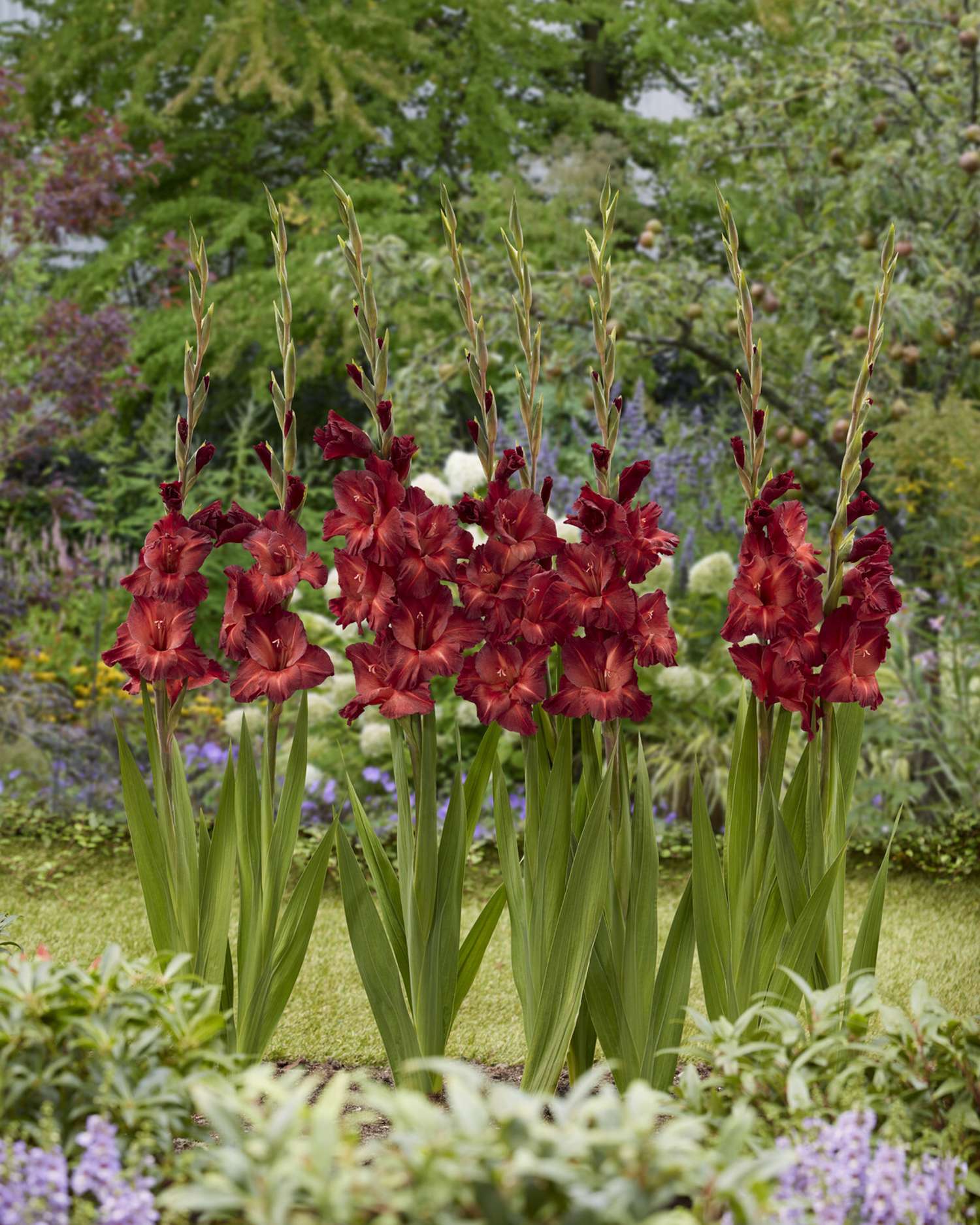 Gladiolus 'Chocolate®'